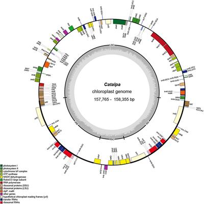 Comparative Analysis of Chloroplast Genome Structure and Phylogenetic Relationships Among Six Taxa Within the Genus Catalpa (Bignoniaceae)